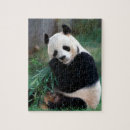 Search for panda puzzles Fun
