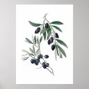 Search for olive branch posters Mediterranean