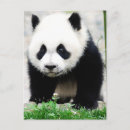 Search for panda bear postcards Animals in the wild
