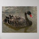 Search for beautiful swan art Black
