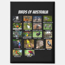 Search for kookaburra magnets Wildlife