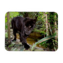 Search for black panther magnets Animal