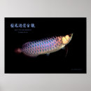 Search for dragon fish posters Arowana