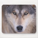 Search for lupus electronics North america