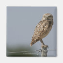 Search for burrowing magnets Wildlife