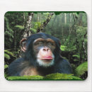 Search for conserving mousepads Wildlife protection
