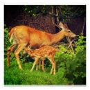 Search for woodland animals posters Green