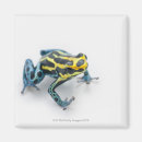 Search for poisonous magnets Reptiles