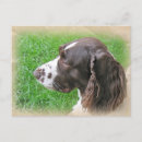 Search for springer postcards English springer spaniel