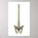 Search for backbone art Cutout