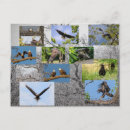 Search for bringing postcards Birds
