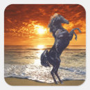 Search for stallions stickers Black stallion