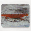 Search for newt Eastern newt