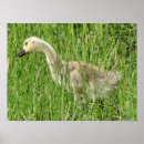 Search for canada goose posters Geese