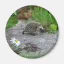 Search for hedgehog magnets Animals
