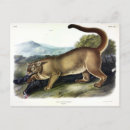 Search for cougar postcards Catamount