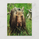 Search for canadian moose postcards Nature