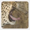 Search for yawning stickers Nature