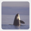 Search for featured stickers Coast