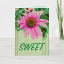 Search for coneflowers cards Plant