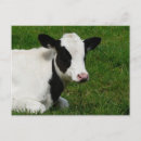 Search for holstein postcards Farm