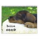 Search for dachshund calendars Puppy