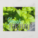 Search for kitchen garden postcards Basil
