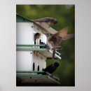 Search for martin art Wildlife