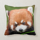 Search for red panda cushions Pandas
