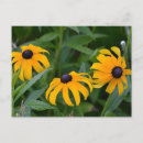 Search for black eyed susans postcards Flower