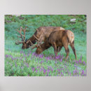 Search for colorado posters Elk