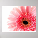 Search for gerberas posters Botanical