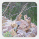Search for chipmunk stickers Nature