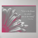 Search for gerber posters Daisies
