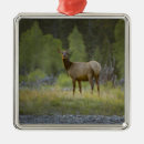 Search for female christmas tree decorations Outdoors