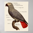 Search for funny anatomy posters Vintage