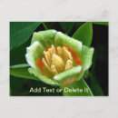 Search for poplar tree postcards Flower
