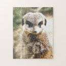 Search for meerkat puzzles Mammals