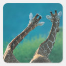 Search for giraffa stickers Nature