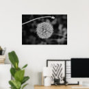 Search for black and white dandelion posters Nature