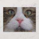 Search for cat face postcards Kitty