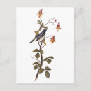 Search for warbler postcards Birds of america