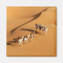 Search for camel magnets Desert