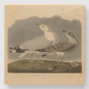 Search for bird coasters Illustration