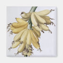 Search for redoute magnets Joseph