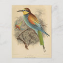 Search for eater postcards Merops apiaster