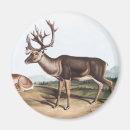 Search for carib magnets Wildlife