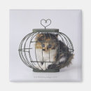 Search for tortoiseshell magnets Animal