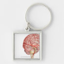 Search for human brain key rings People