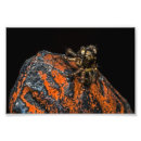 Search for jumping spider posters Bug